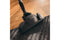 Miele Blizzard CX1 Cat & Dog Bagless Cylinder Vacuum Cleaner | 12034120 | Graphite Grey
