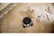 Miele Scout RX3 Home Vision HD SPQL Robot Vacuum Cleaner | SCOUTRX3HOME